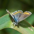 Aricia agestis